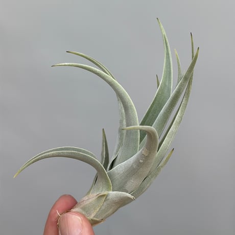 Tillandsia affinis barfussii `MONSTER CLONE`