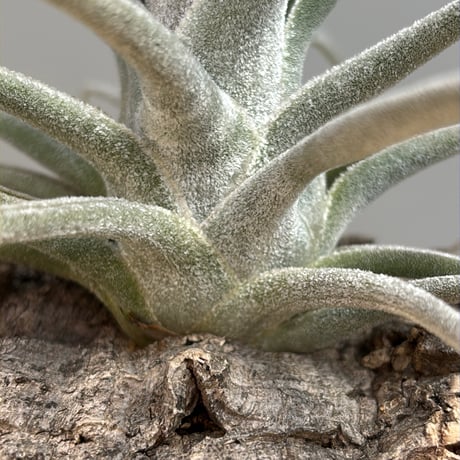 Tillandsia ehlersiana  （Koehres）