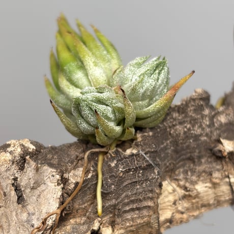 Tillandsia ionantha 'Special Selection' Collected in Nizanda