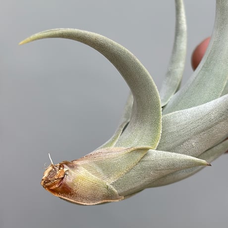 Tillandsia affinis barfussii `MONSTER CLONE`