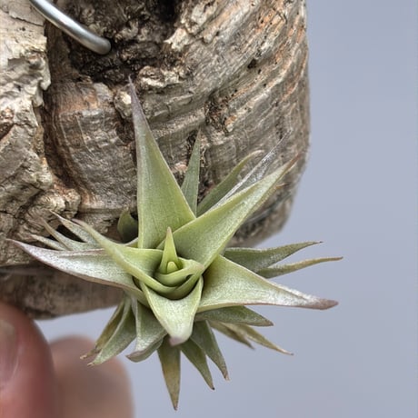 Stigmatodon bifidus