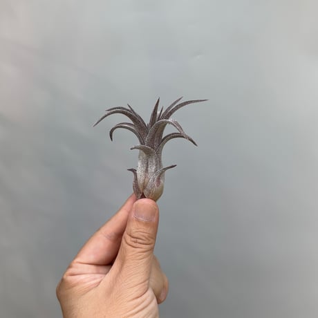 Tillandsia ’Charmer' × streptophylla Red
