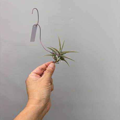 Tillandsia latifolia 'Enano'