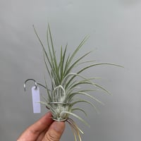 Tillandsia 'Cutie Pie' (T.ehlersiana x pueblensis)