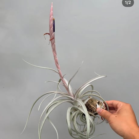 Tillandsia chiapencis giant ×exserta