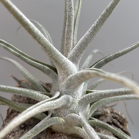Tillandsia ehlersiana  （Koehres）