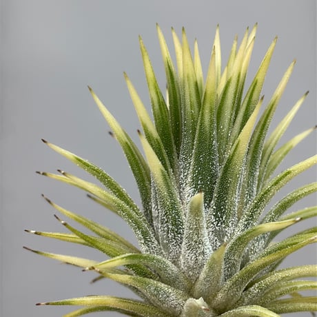 T.ionantha 'Albo-Marginata'