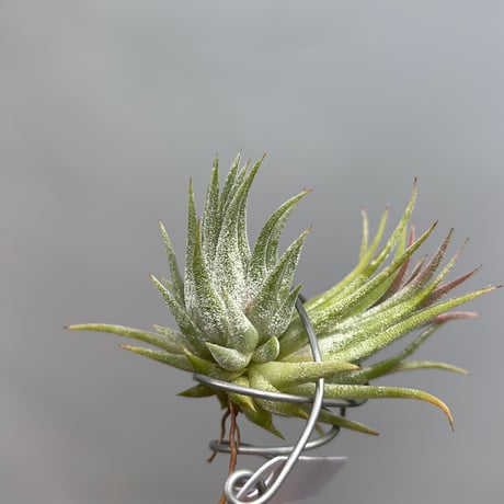 Tillandsia ionantha 'Hawaiian Lavender'