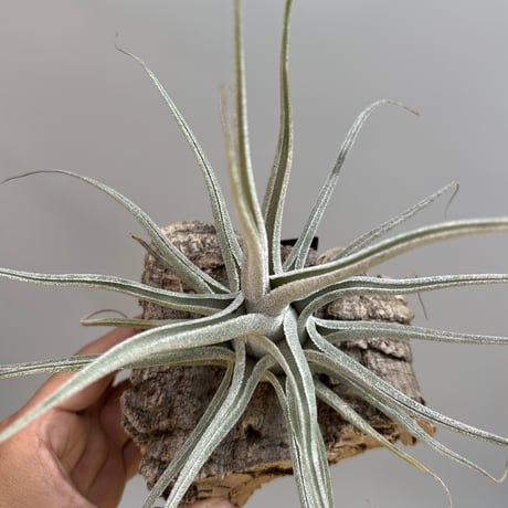 Tillandsia ehlersiana  （Koehres）