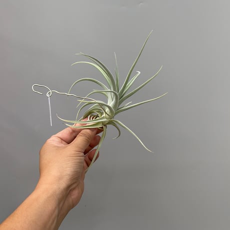 Tillandsia chiletensis (Koehres)
