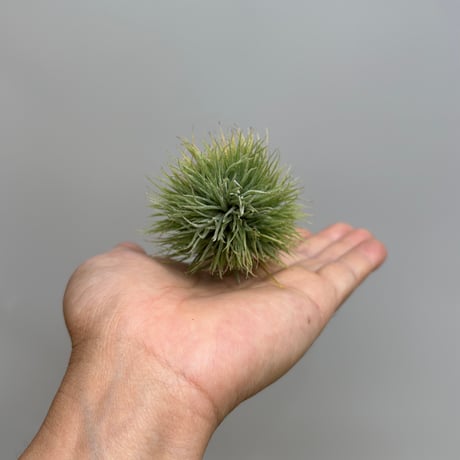 Tillandsia ionantha 'Monstrose'