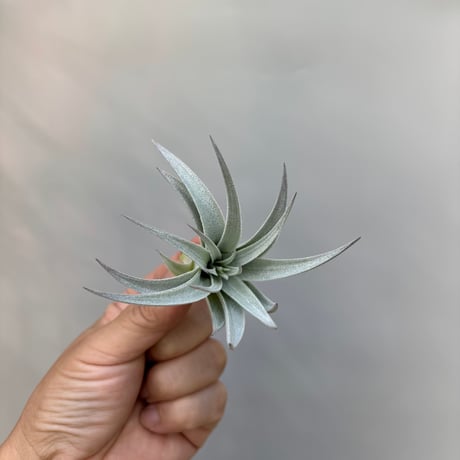 Tillandsia gardneri v. rupicola 'Lavender Petal' Best Clone