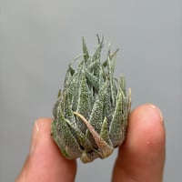 Tillandsia  sprengeliana 'Selected Clone'