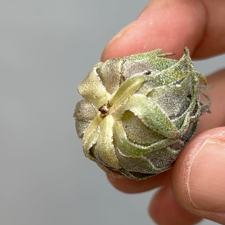 Tillandsia  sprengeliana 'Selected Clone'
