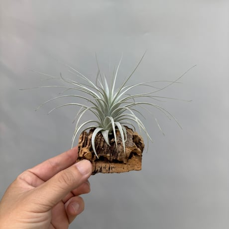 Tillandsia chapeuensis var. turriformis