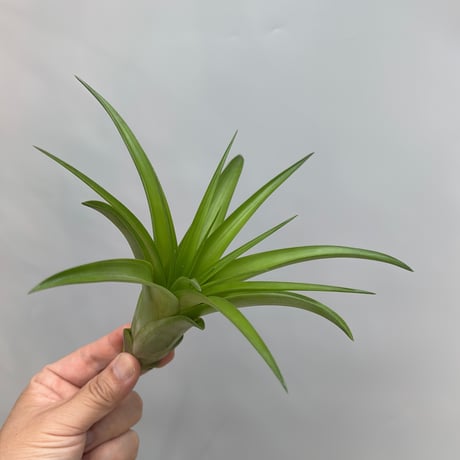 Tillandsia 'Marvelous Masterpiece'