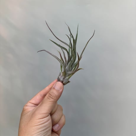 Tillandsia streptophylla 'Super Red Clone'