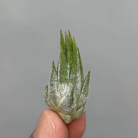 Tillandsia ionantha 'Succulent Form' × 'Nizanda'