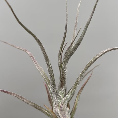 Tillandsia streptophylla 'Super Red Clone'