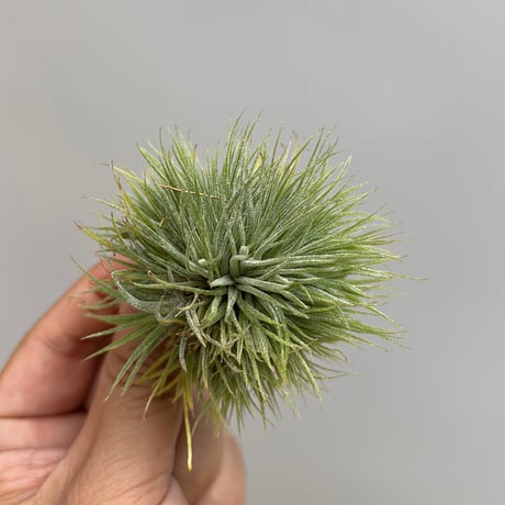 Tillandsia ionantha 'Monstrose'