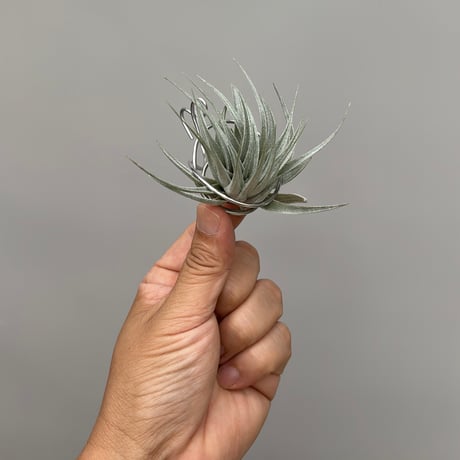 Tillandsia gardneri v. rupicola 'Compact Clone' × kautskyi 'Large Clone'