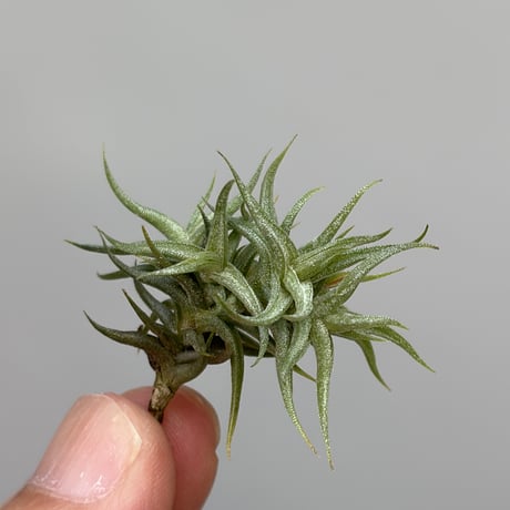 Tillandsia funebris