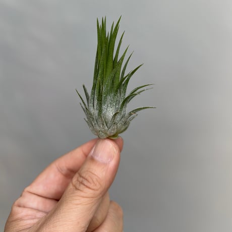Tillandsia ionantha ‘Differente’