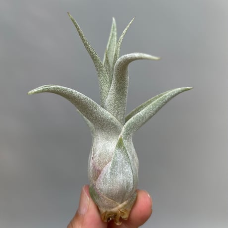 Tillandsia ’Rex' × 'Bea Correale'