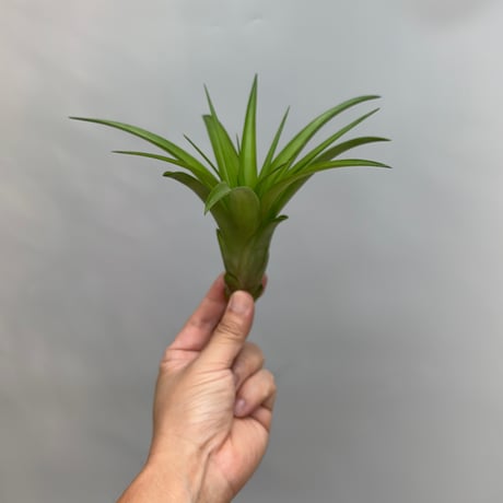 Tillandsia 'Marvelous Masterpiece'