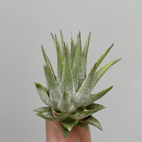 Tillandsia ionantha ‘Succulent Form’