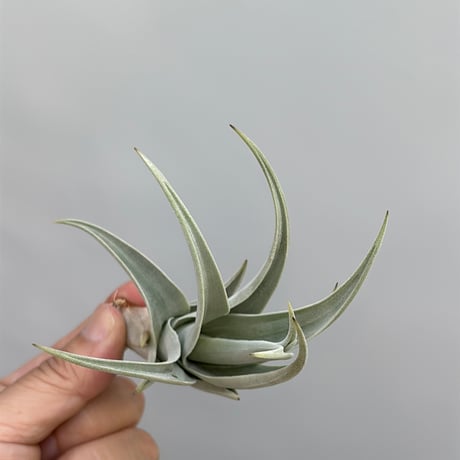 Tillandsia affinis barfussii `MONSTER CLONE`