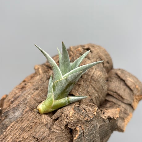 Tillandsia edithae var. araucariifolia
