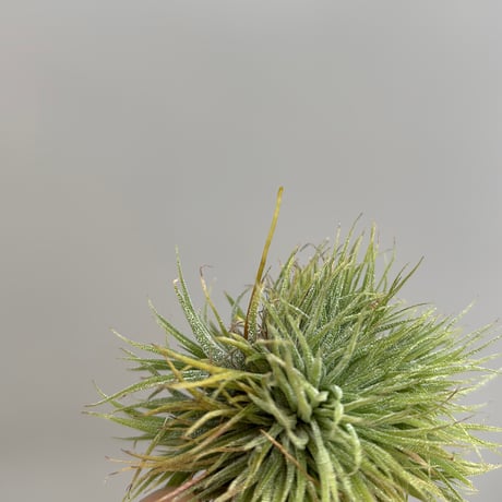 Tillandsia ionantha 'Monstrose'