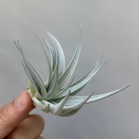 Tillandsia gardneri v. rupicola 'Lavender Petal' Best Clone
