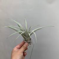 Tillandsia  zacapanensis