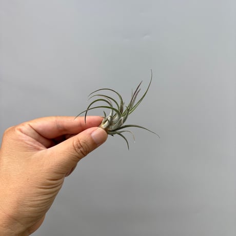 Tillandsia praschekii