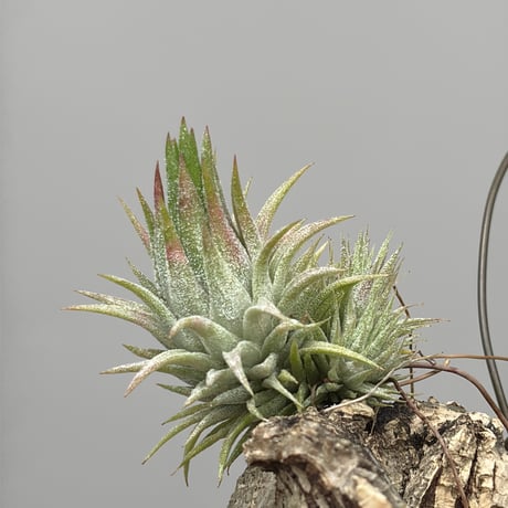 Tillandsia vanhyningii × Nizanda