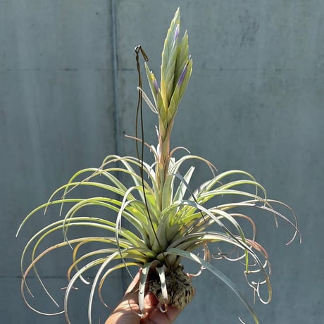 Tillandsia  zacapanensis