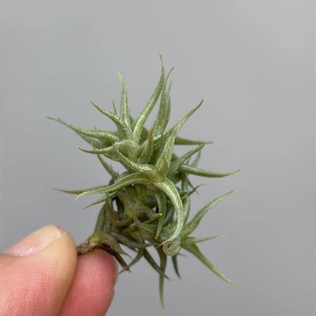 Tillandsia funebris