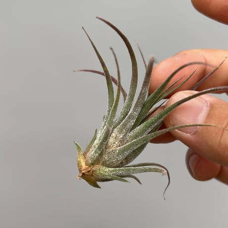 Tillandsia praschekii