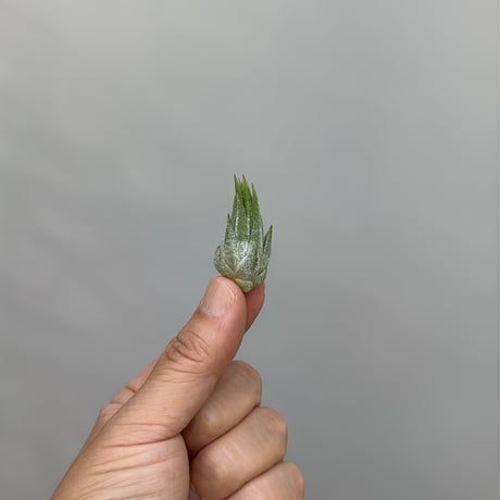 Tillandsia ionantha 'Succulent Form' × 'Nizanda'