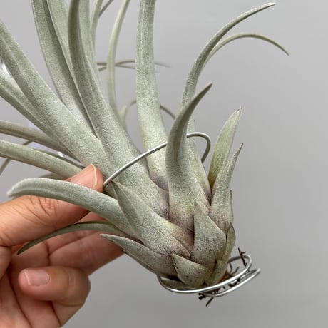 Tillandsia  zacapanensis