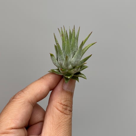 Tillandsia ionantha ‘Succulent Form’