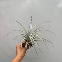 Tillandsia  zacapanensis