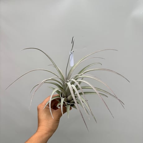 Tillandsia  zacapanensis