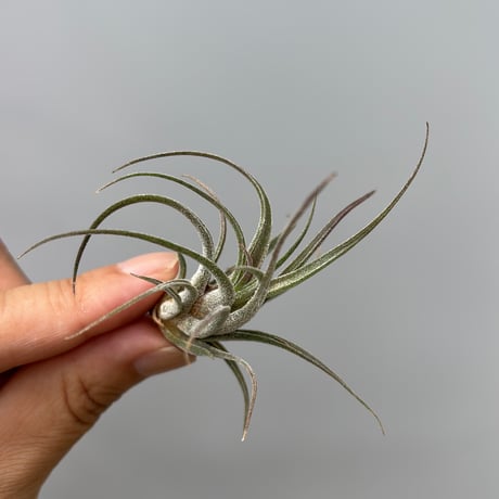 Tillandsia praschekii
