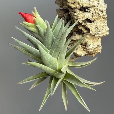 Tillandsia edithae var. araucariifolia