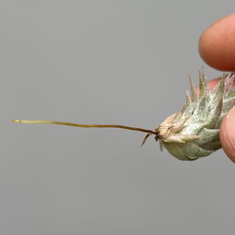 Tillandsia ionantha var.vanhyningii Minor