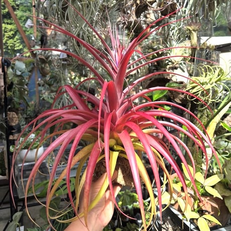 Tillandsia 'Marvelous Masterpiece'