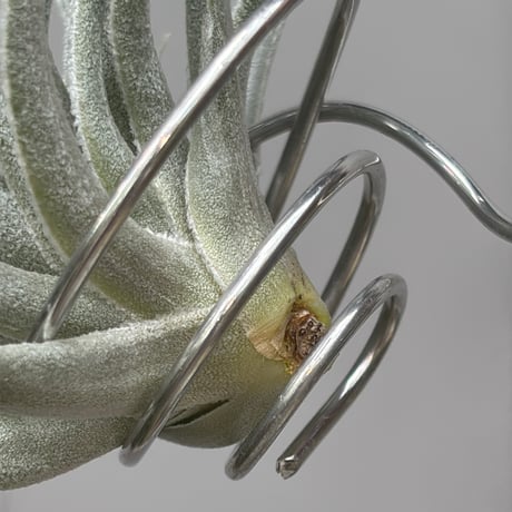 Tillandsia gardneri v. rupicola 'Compact Clone' × kautskyi 'Large Clone'